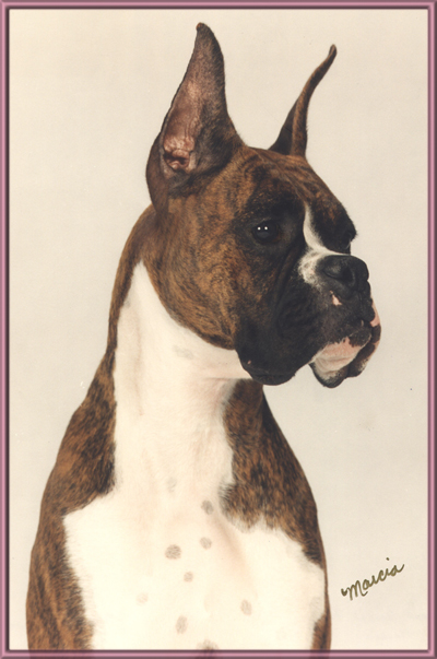 Ch Caymans Sweet Fancy, OFA