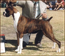 Ch. Caymans Sweet Georgia Brown