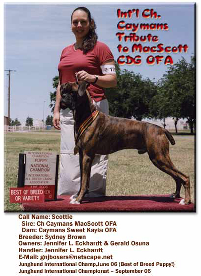 Int'l Ch Caymans Tribute To MacScott