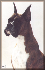 Ch. El Sirrah's Cayman Gold, DOM