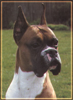 Ch Caymans Dapper Dan, OFA