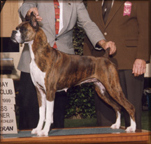 Cayman's daughter, Ch Caymans Sweet Fancy, OFA