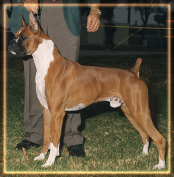 Ch. Caymans Jim Dandy, OFA