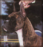 Ch Caymans Wandering Star